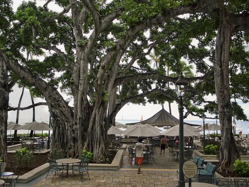 Moana Banyan Tree