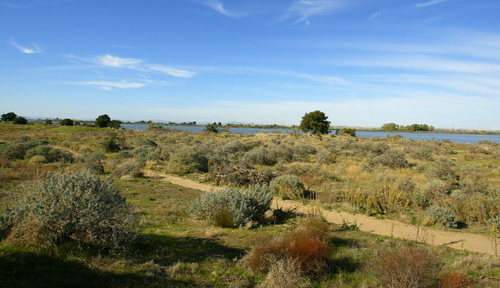 The San Joaquin River runs along the dunes of the Stamm unit of the Antioch Dunes National Wildlife Refuge on Thursday October 29, 2009 in Antioch, Calif. (Aric Crabb/Staff)